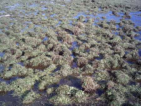 Stanpit Marsh Bog