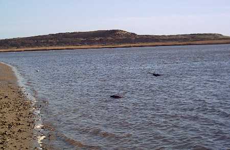 Hengistbury Head from Stanpit Marsh