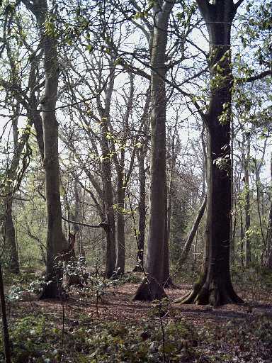 Steamer Point Forest